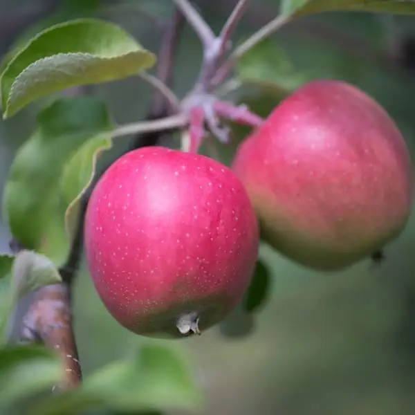 beskärning fruktträd höga kusten