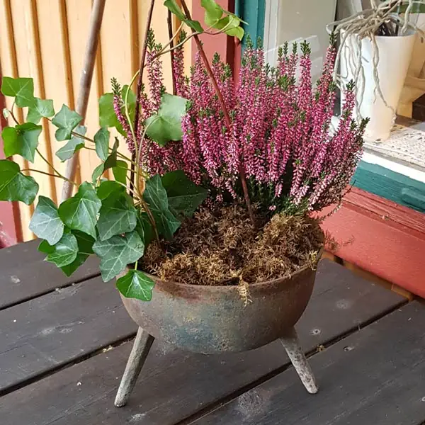 plantering grönaverkstan utekruka eller korg