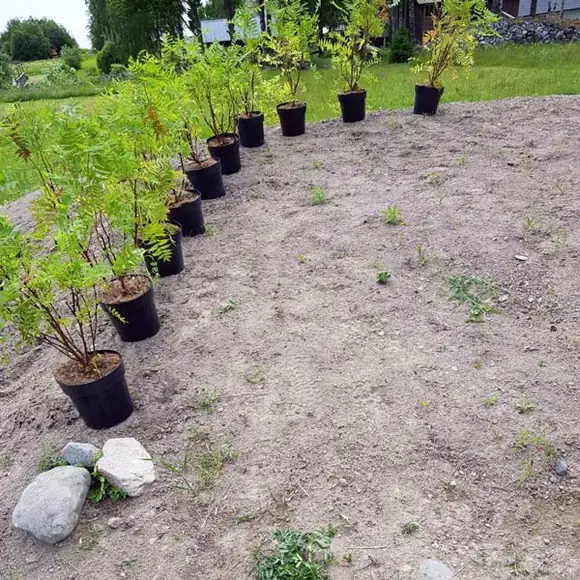 Styling med blomsterarrangemang inför husvisning