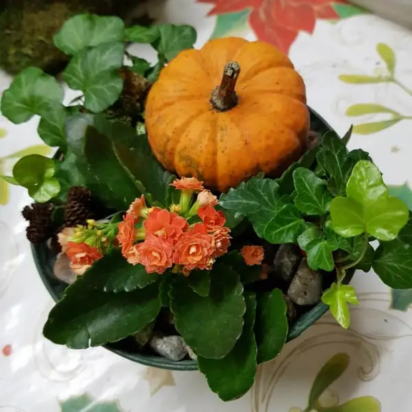 Blomsterarrangemang pumpa