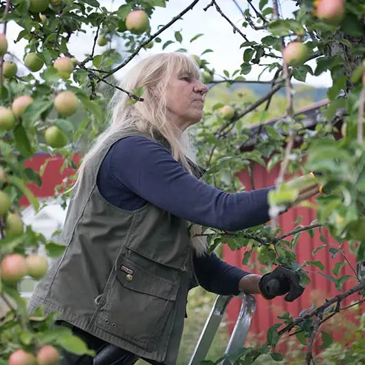 GrönaVerkstan beskär fruktträd buskar Höga kusten