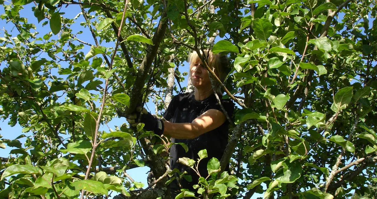 Beskärning fruktträd Höga Kusten