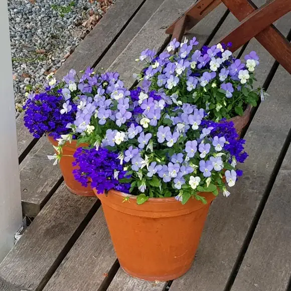 Styling med blomsterarrangemang inför husvisning