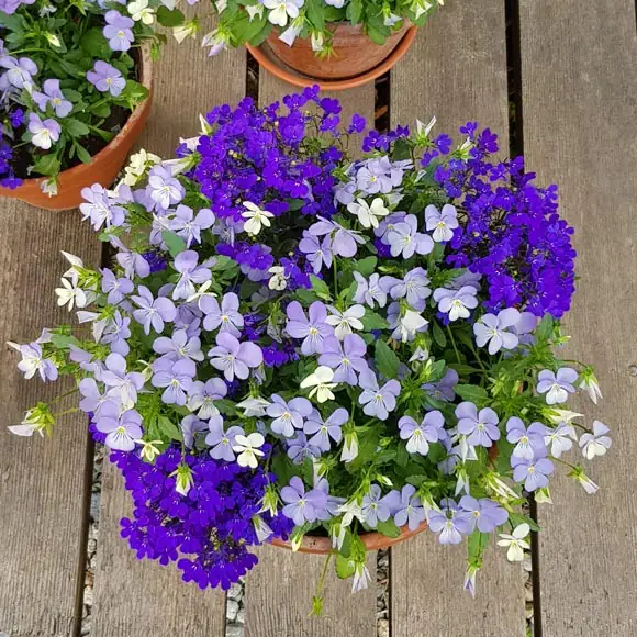 Styling med blomsterarrangemang inför husvisning